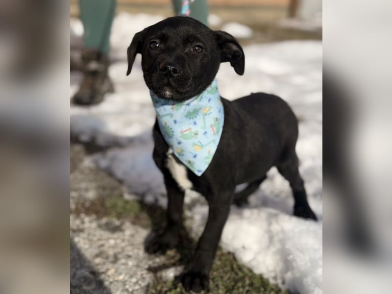 Cvita eine Miniatur Prinzessin