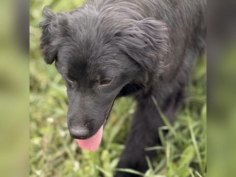 Tonio ein lovely dog