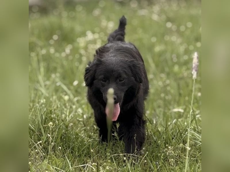 Tonio ein lovely dog