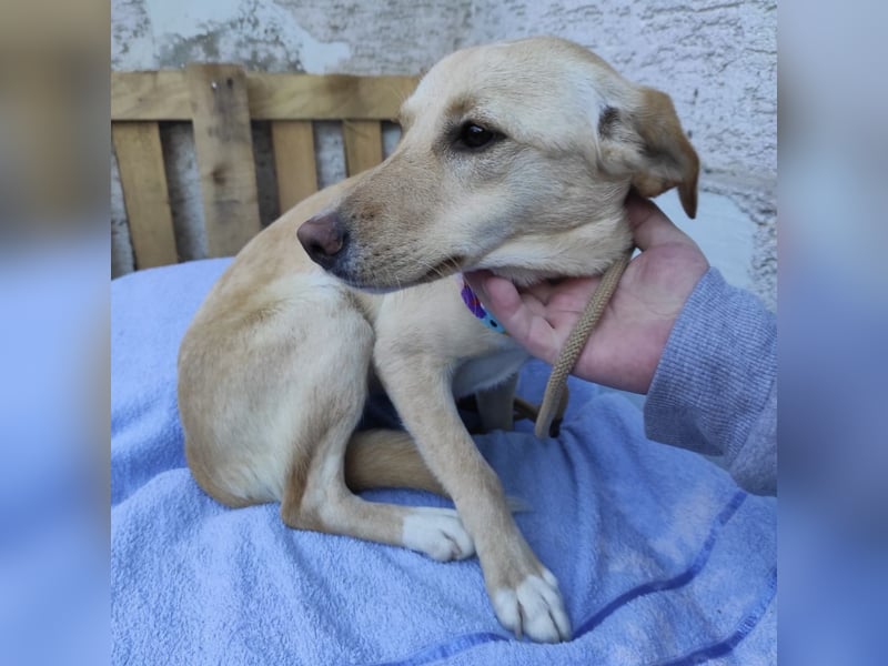 Ajša eine wundervolle Begleiterin fürs Leben