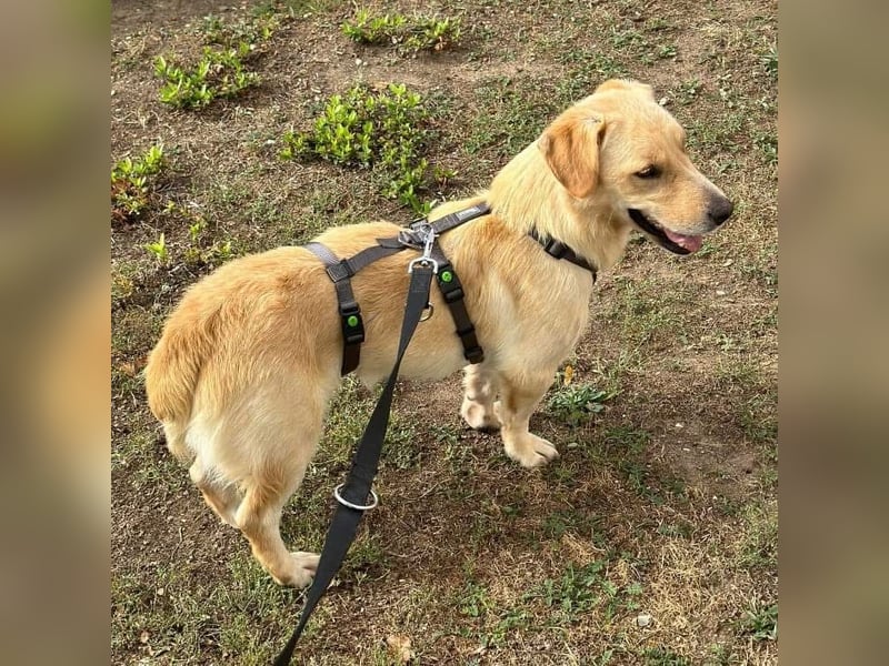 Benni ein absoluter Traum