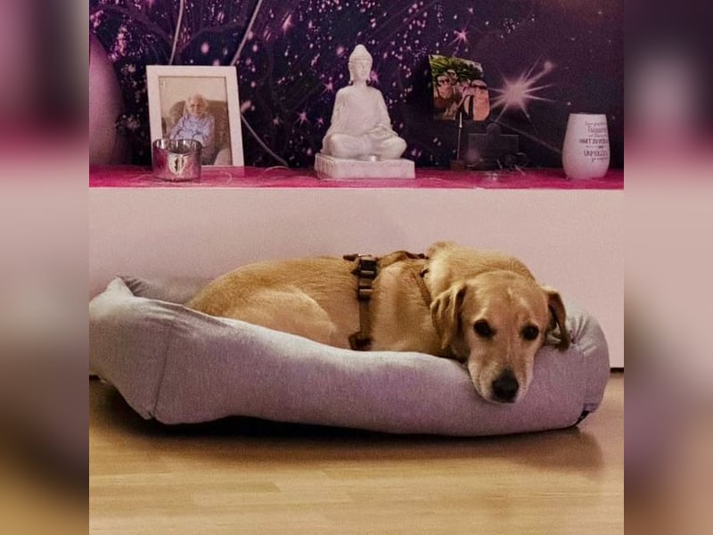 Benni ein absoluter Traum