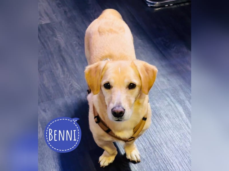 Benni ein absoluter Traum