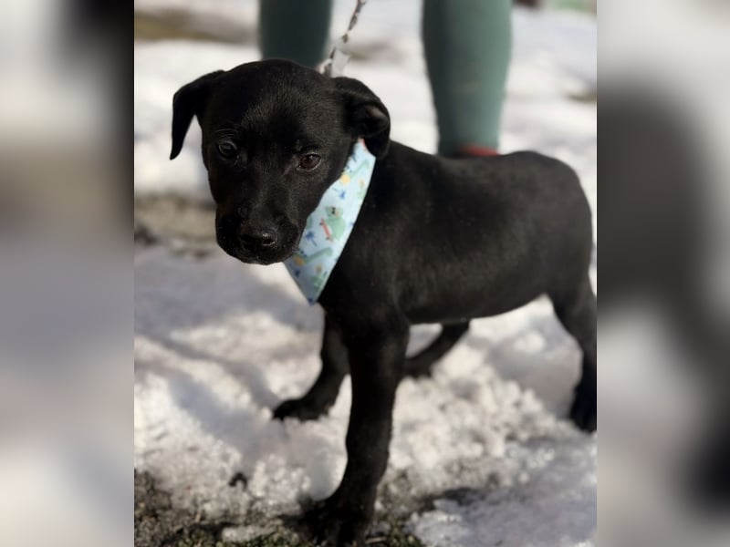 Cvita eine Miniatur Prinzessin