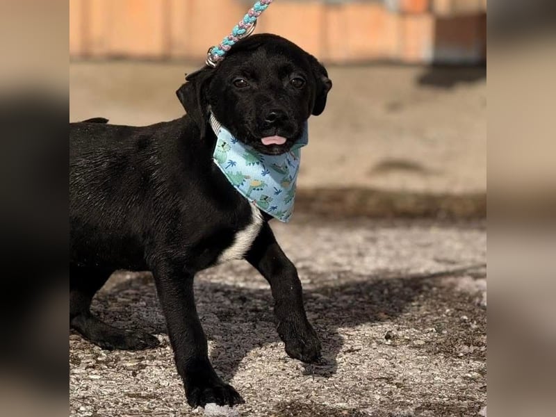 Cvita eine wunderhübsche kleine Hündin