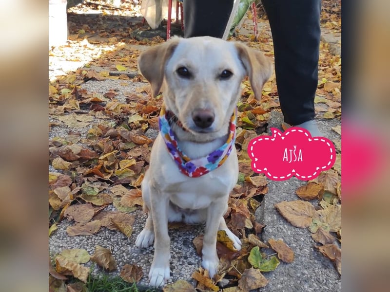 Ajša eine wundervolle Begleiterin fürs Leben