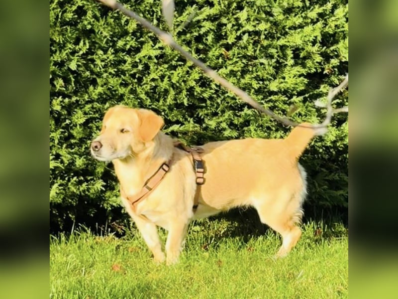 Benni ein absoluter Traum