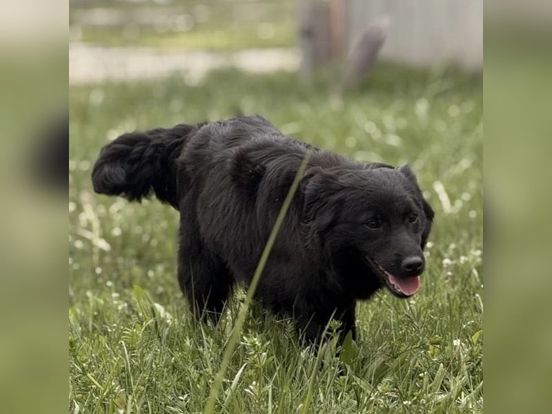 Tonio ein lovely dog