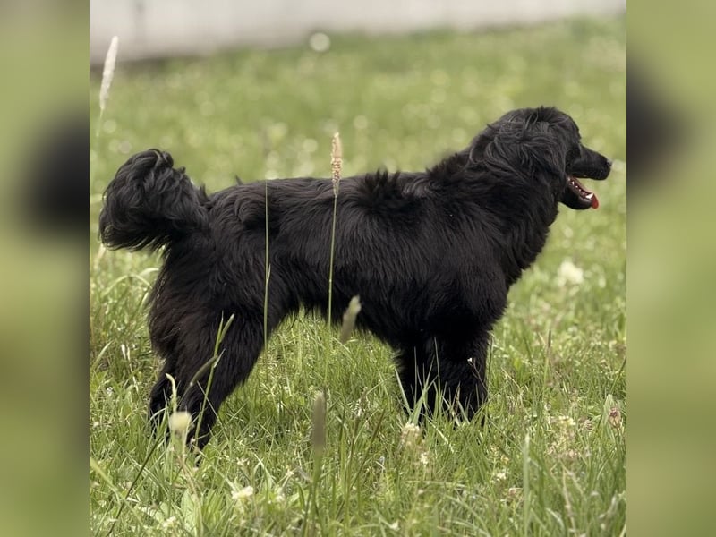 Tonio ein lovely dog