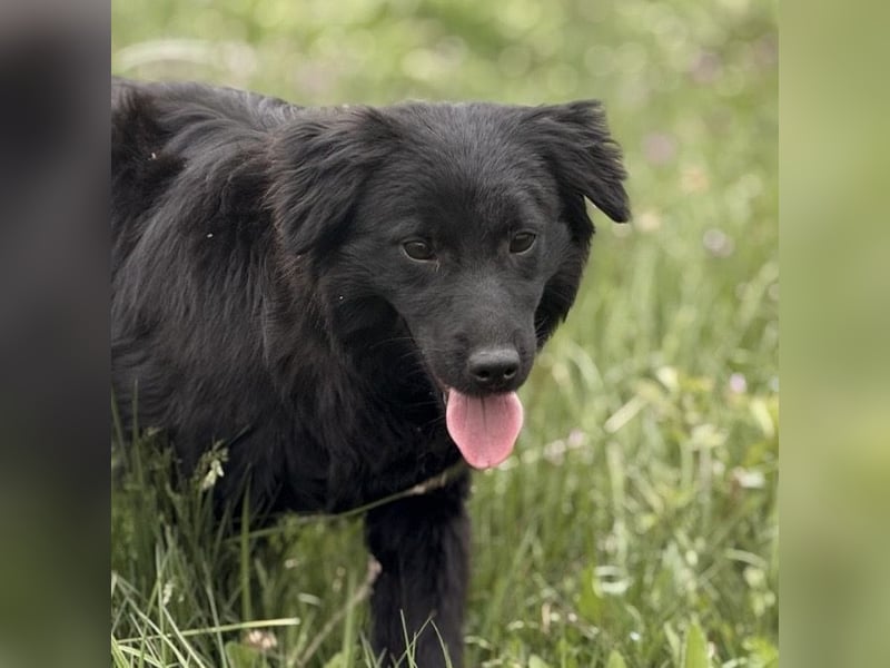 Tonio ein lovely dog