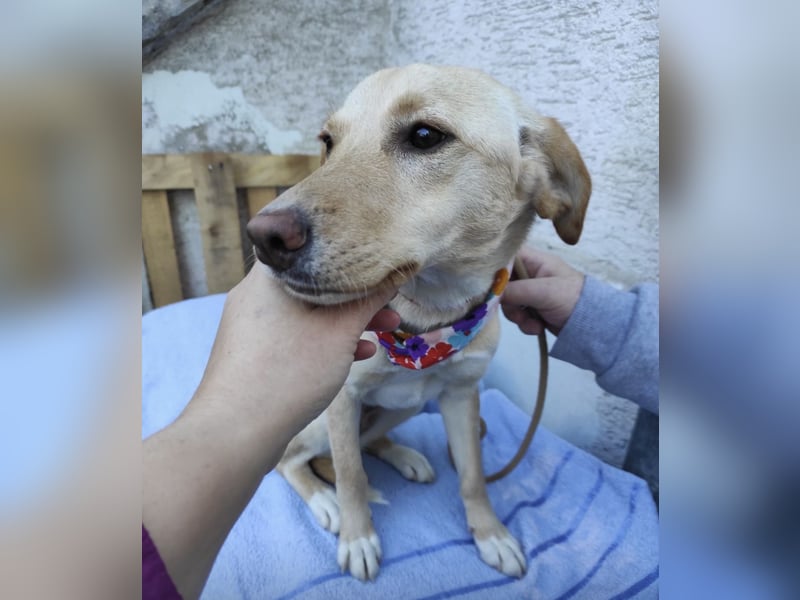 Ajša eine wundervolle Begleiterin fürs Leben