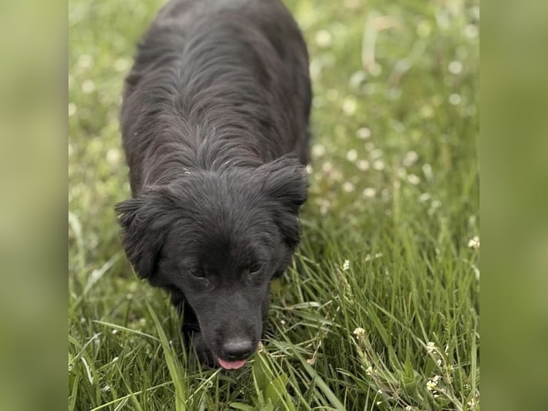 Tonio ein lovely dog