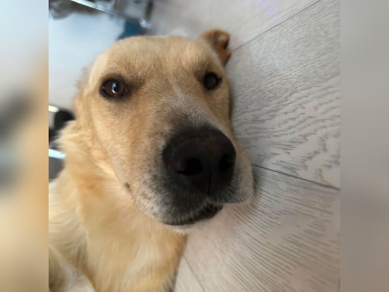 Benni ein absoluter Traum