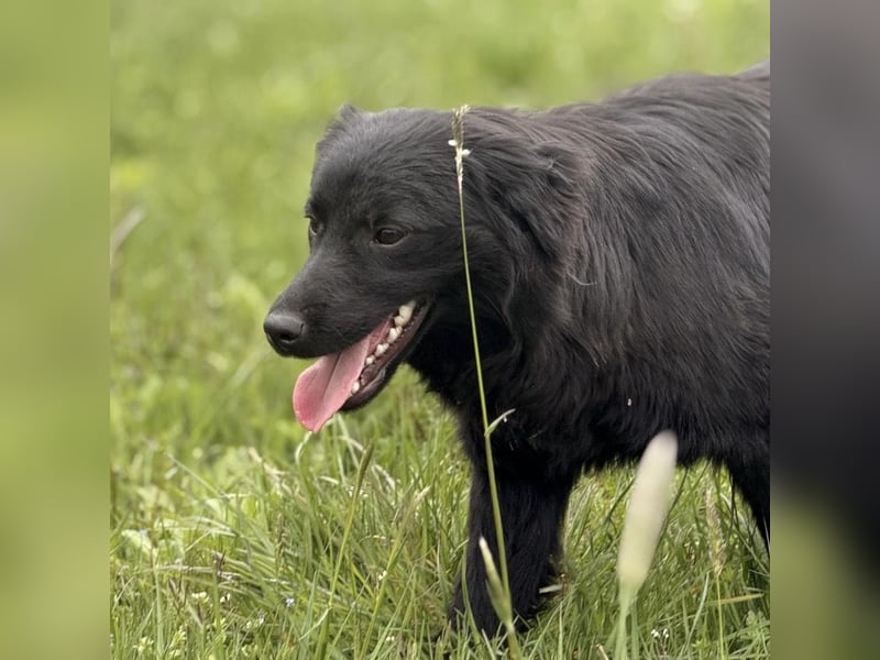 Tonio ein lovely dog