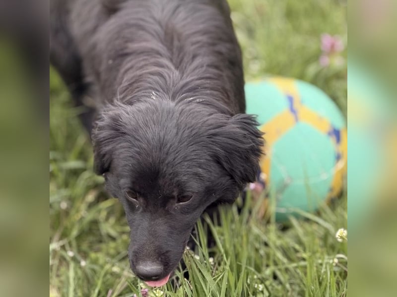 Tonio ein lovely dog