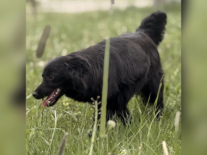 Tonio ein lovely dog