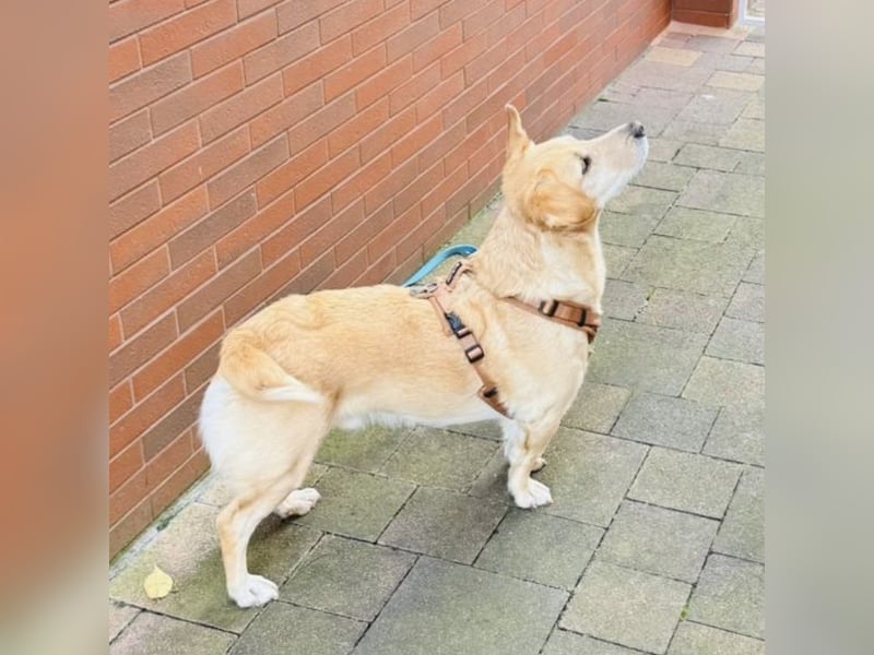 Benni ein absoluter Traum