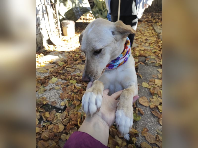 Ajša eine wundervolle Begleiterin fürs Leben