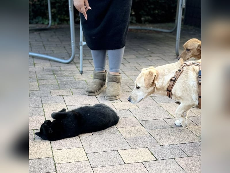 Benni ein absoluter Traum