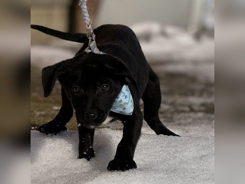 Cvita eine Miniatur Prinzessin