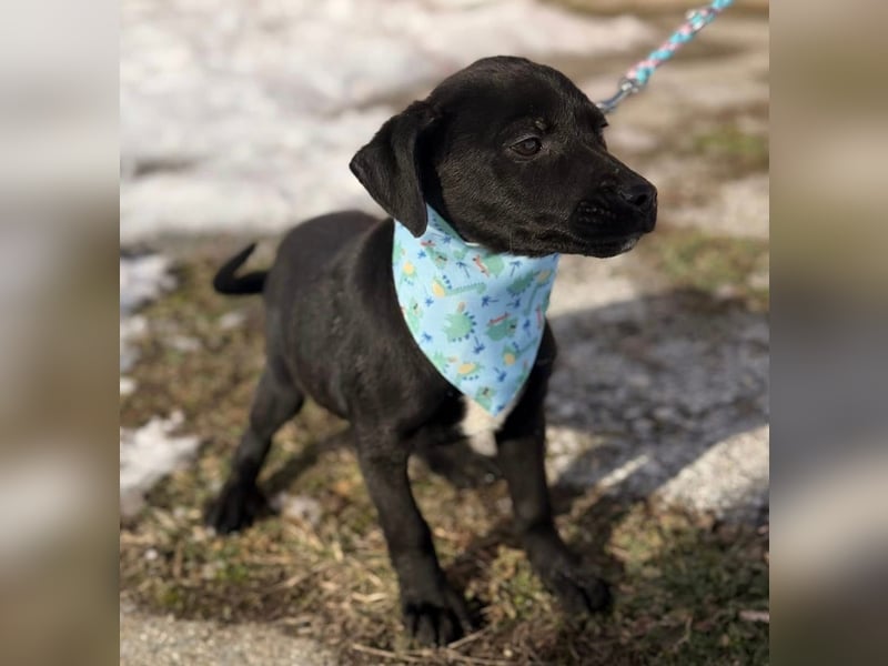 Cvita eine wunderhübsche kleine Hündin