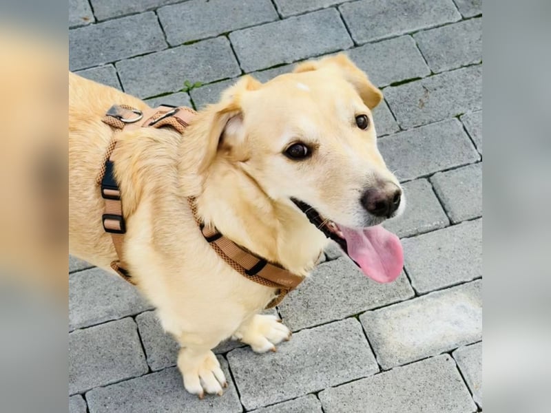 Benni ein absoluter Traum