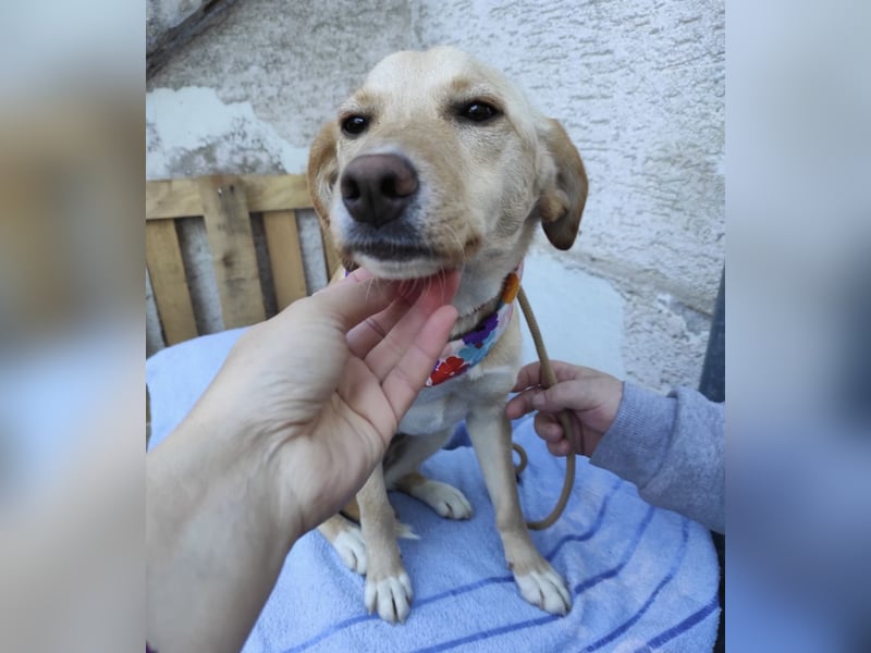 Ajša eine wundervolle Begleiterin fürs Leben