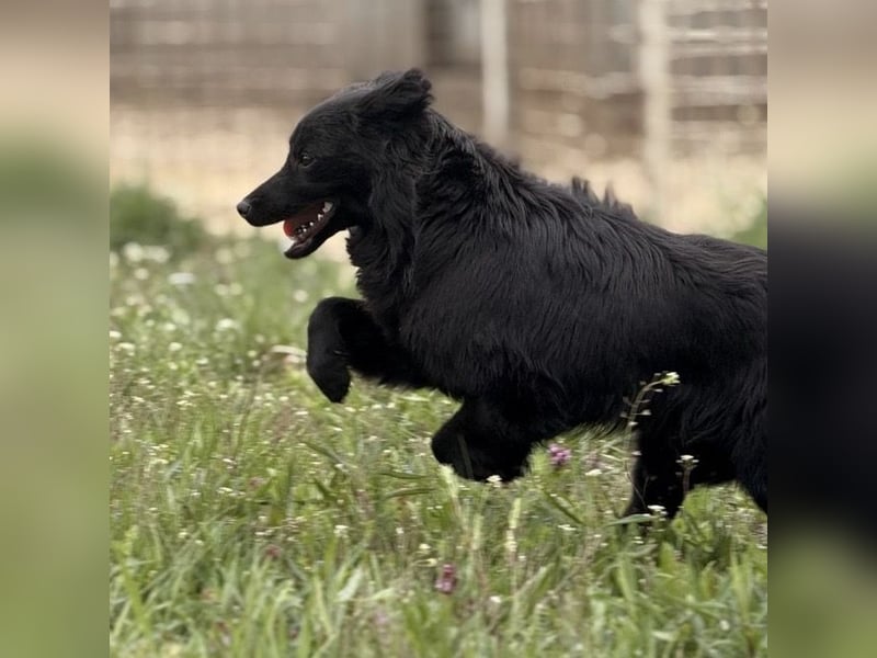 Tonio ein lovely dog