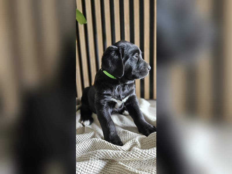 Labrador-Sennenhund-Mix Welpen