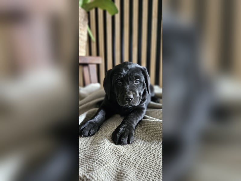 Labrador-Sennenhund-Mix Welpen