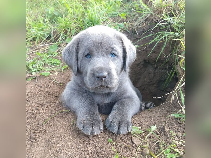 Labrador Welpen Charcoal & Silber Reservierung