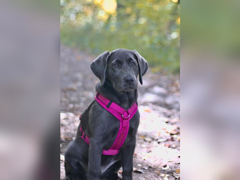 Labrador Welpen Charcoal & Silber Reservierung