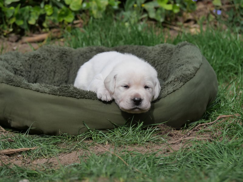Labrador Retriever vom Waldgarten haben Welpen