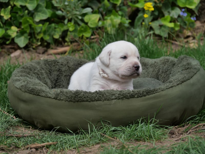 Labrador Retriever vom Waldgarten haben Welpen