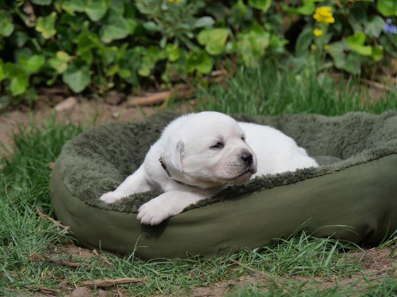 Labrador Retriever vom Waldgarten haben Welpen
