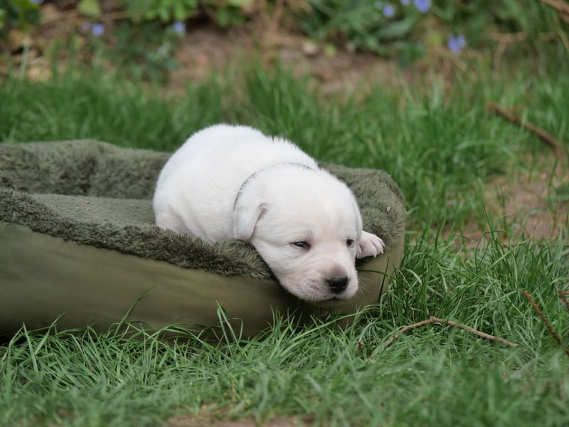 Labrador Retriever vom Waldgarten haben Welpen
