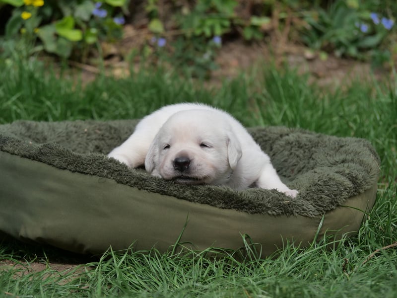 Labrador Retriever vom Waldgarten haben Welpen