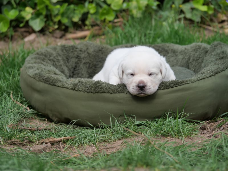 Labrador Retriever vom Waldgarten haben Welpen