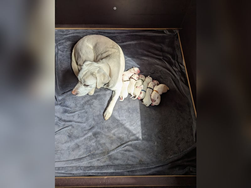 Labrador Retriever vom Waldgarten haben Welpen