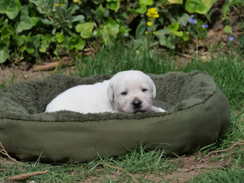 Labrador Retriever vom Waldgarten haben Welpen
