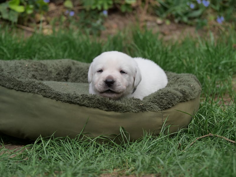 Labrador Retriever vom Waldgarten haben Welpen