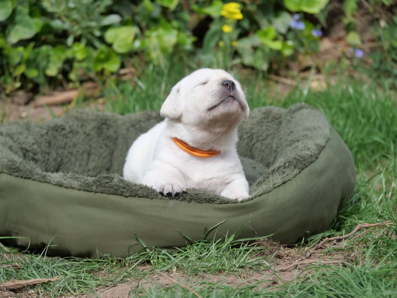 Labrador Retriever vom Waldgarten haben Welpen