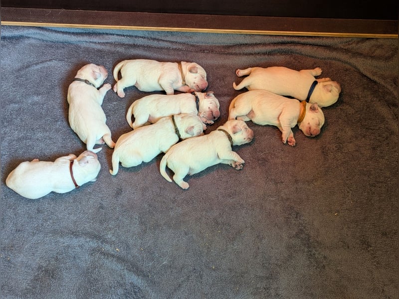 Labrador Retriever vom Waldgarten haben Welpen