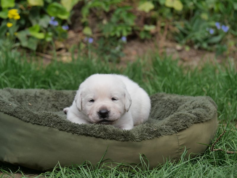 Labrador Retriever vom Waldgarten haben Welpen