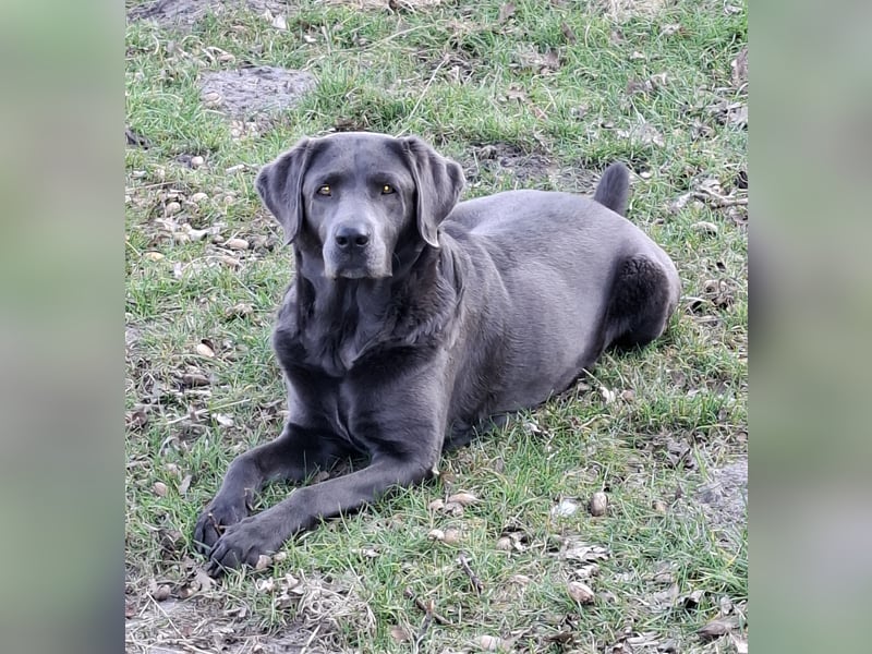 Labrador Welpen mit Ahnentafel