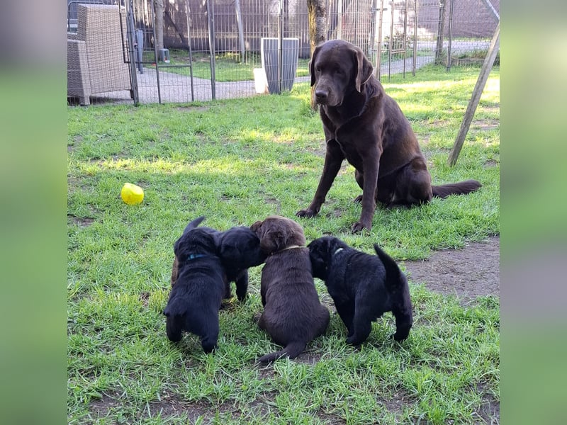 Labrador Welpen mit Ahnentafel