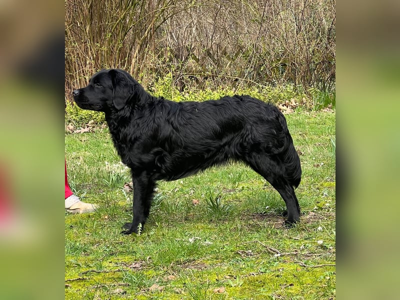 Labrador Welpen mit Ahnentafel