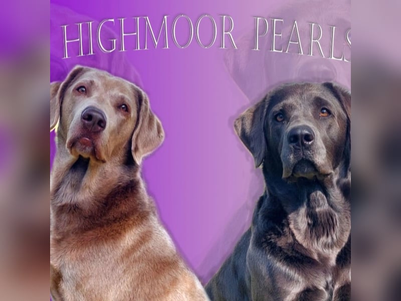 Labrador Welpen mit Ahnentafel