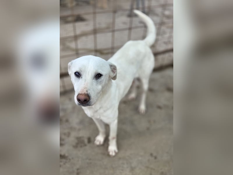 Hope Hund aus dem Tierschutz