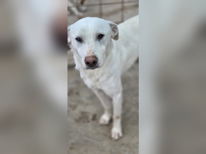 Hope Hund aus dem Tierschutz